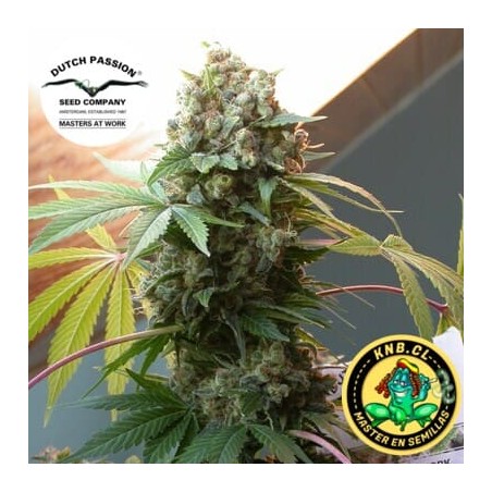 White Widow Dutch Passion