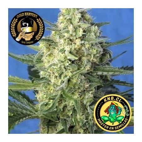 Banana Sour Gold Harvest