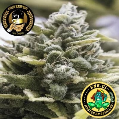 OG Kush auto Gold Harvest