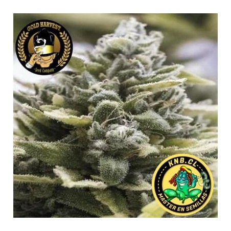 OG Kush auto Gold Harvest