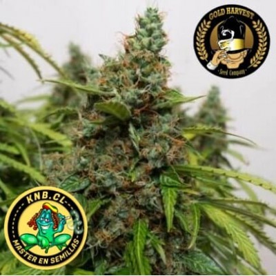 Mazar auto Gold Harvest