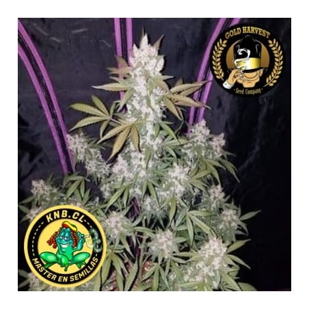 Girl Scout Cookies auto Gold Harvest