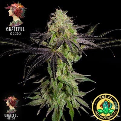 Tha Gelee  Grateful Seeds