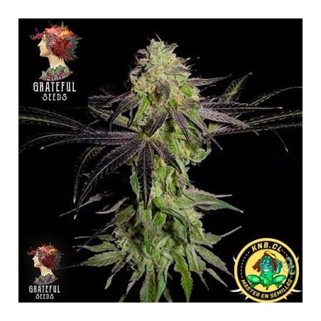 Tha Gelee  Grateful Seeds