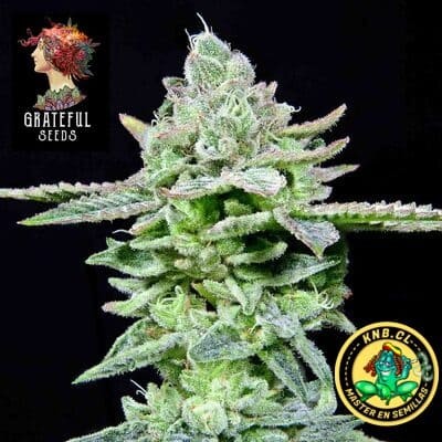 Dirty Pam  Grateful Seeds