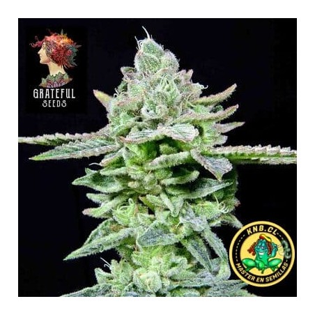 Dirty Pam  Grateful Seeds