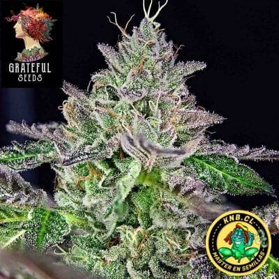 Melon Madness Grateful Seeds