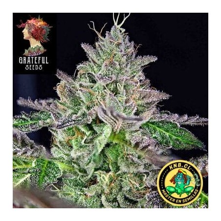Melon Madness Grateful Seeds