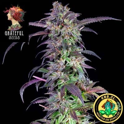 Barbara´s Pie - Grateful Seeds