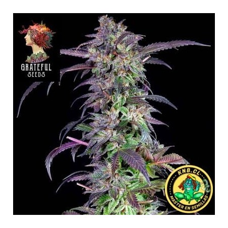 Barbara´s Pie - Grateful Seeds