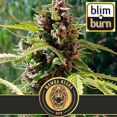 Mamba Negra auto Blimburn