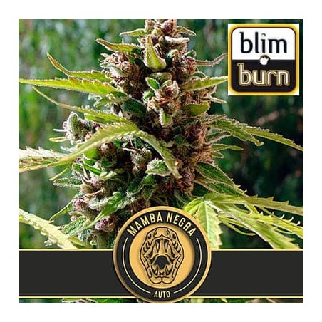 Mamba Negra auto Blimburn