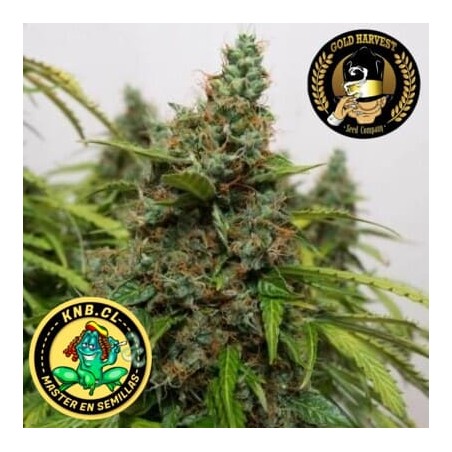 Mazar auto Gold Harvest