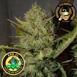 Pineapple Express auto Gold Harvest