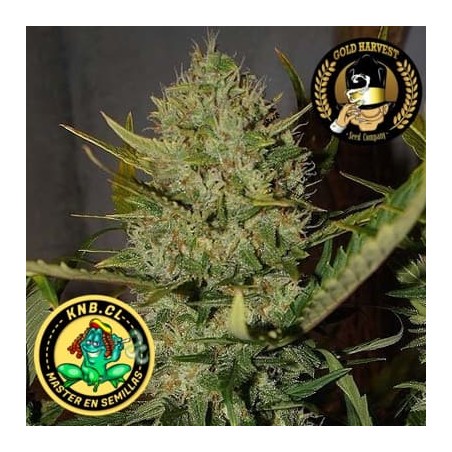 Pineapple Express auto Gold Harvest