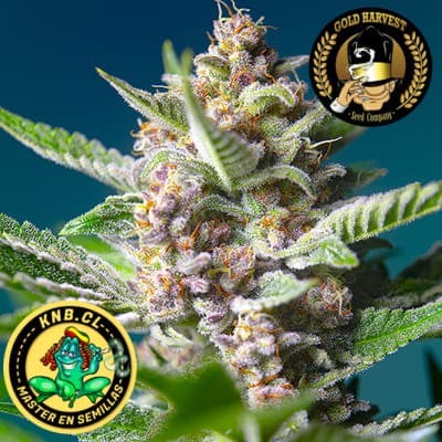 Purple Punch auto Gold Hrvest