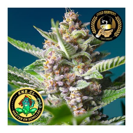 Purple Punch auto Gold Hrvest