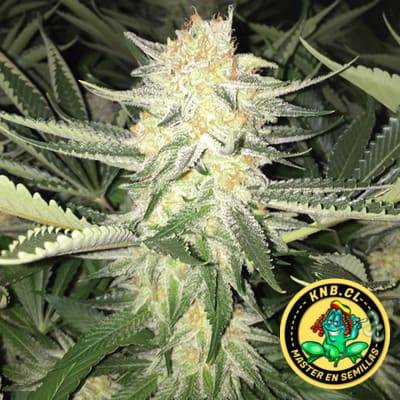 Malibu speed version The Kush Brothers