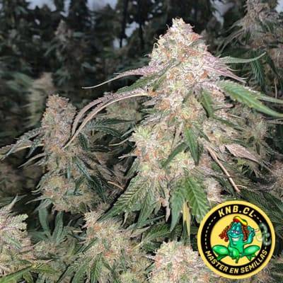 Sherlato Kush Brothers