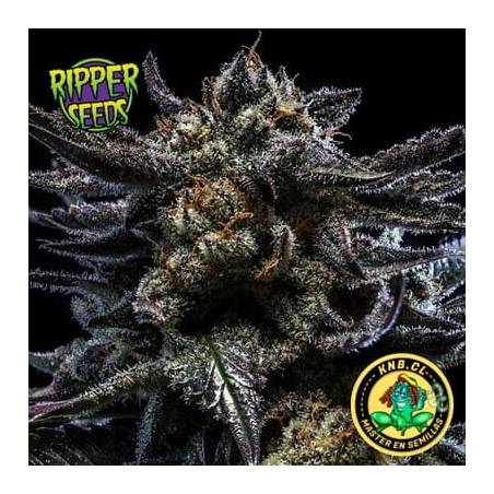 Zombie Kush auto Ripper Seeds