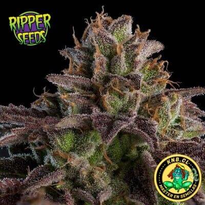 Kmintz auto de Ripper Seeds