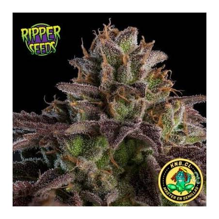 Kmintz auto de Ripper Seeds