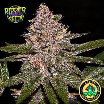 Radical Juice auto de Ripper Seeds