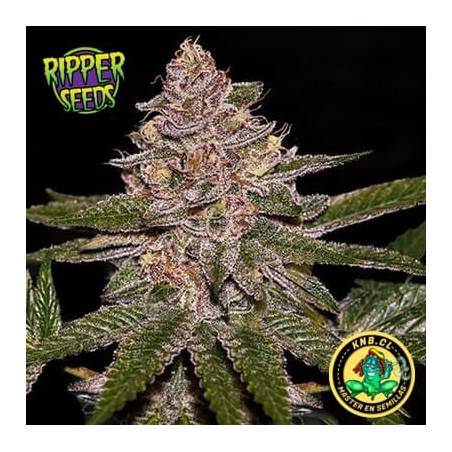 Radical Juice auto de Ripper Seeds