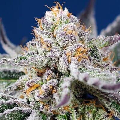 Orange Apricot Glue XL auto sweet seeds