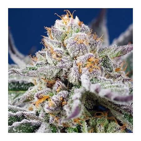 Orange Apricot Glue XL auto sweet seeds