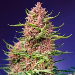 Strawberry Cola Sherbet fast version sweet seeds