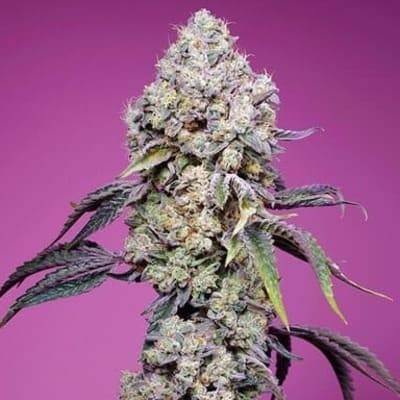 Sweet Mandarine Zkittlez fast version sweet seeds