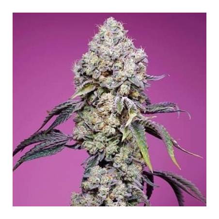 Sweet Mandarine Zkittlez fast version sweet seeds