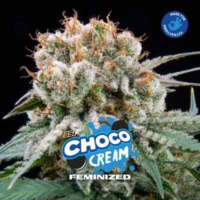 Choco Cream Feminized BSF