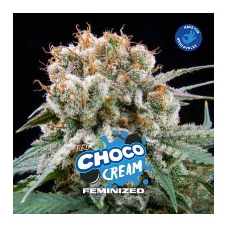 Choco Cream Feminized BSF