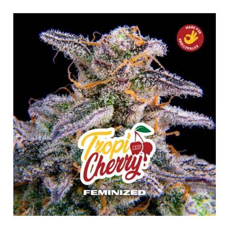 Tropicherry Feminized