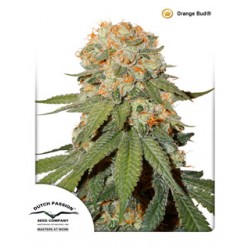 semillas cannabis Orange Bud de Dutch Passion