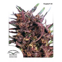 Purple # 1 de Dutch Passion semillas marihuana