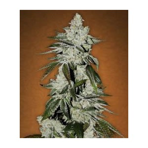 Girl Scout Cookies de Fast Buds