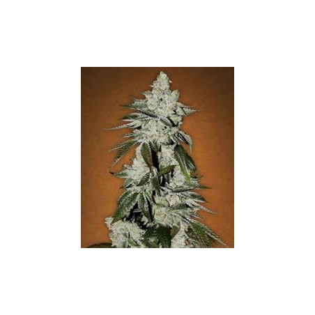 Girl Scout Cookies de Fast Buds