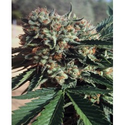 Sapphire OG de Humboldts Seeds semillas cannabis