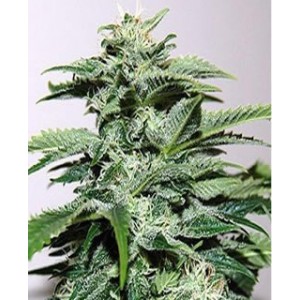 Northern Light auto de Nirvana Seeds semillas marihuana