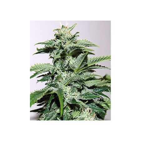 Northern Light auto de Nirvana Seeds semillas marihuana