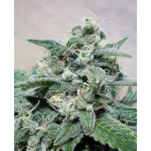 Super Cheese de Positronics semillas marihuana
