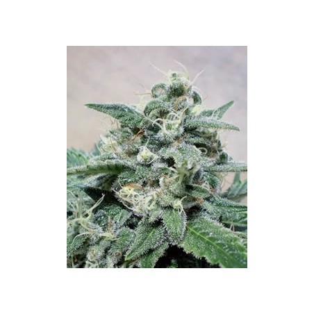 Super Cheese de Positronics semillas marihuana