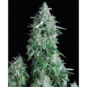 Anubis de Pyramid semillas cannabis