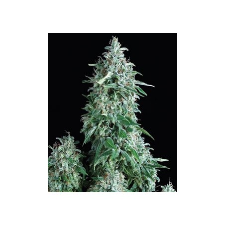 Anubis de Pyramid semillas cannabis