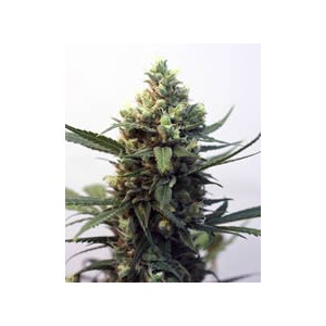 semillas marihuana Toxic de Ripper Seeds