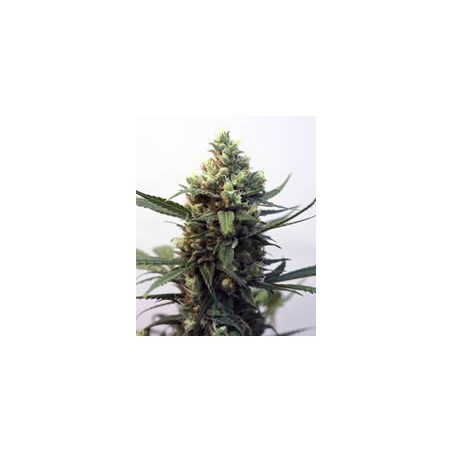 semillas marihuana Toxic de Ripper Seeds