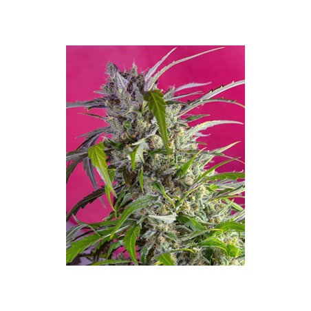 Crystal Candy auto de Sweet Seeds semillas marihuana